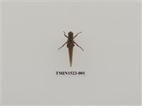 藏品(直翅目)的圖片